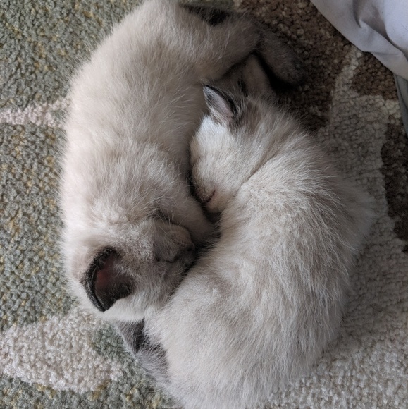 Here for Gaia and Healing! - Picture 4 of 8